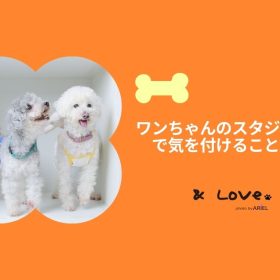 ワンちゃん写真