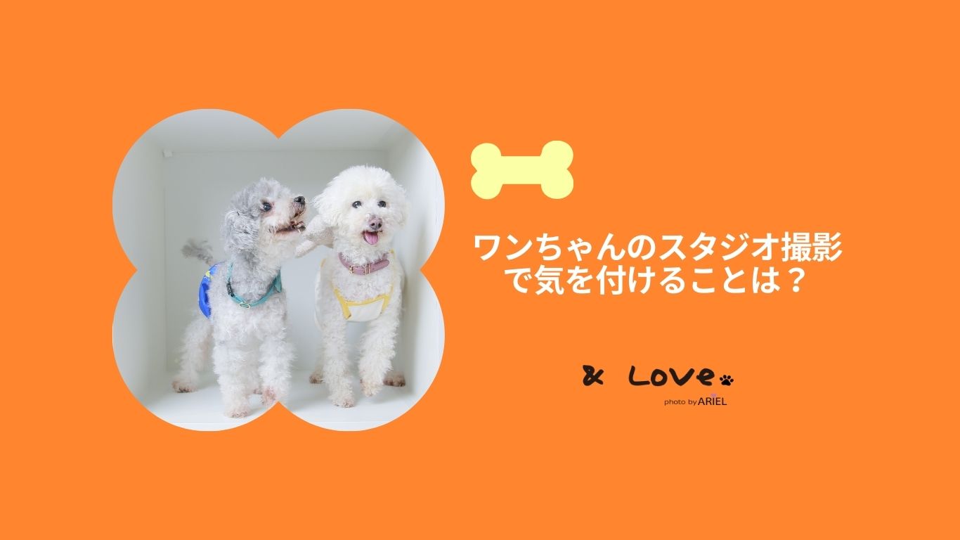 ワンちゃん写真