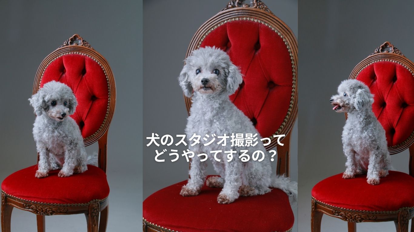 犬のスタジオ撮影