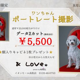 ワンちゃんポートレートチラシ