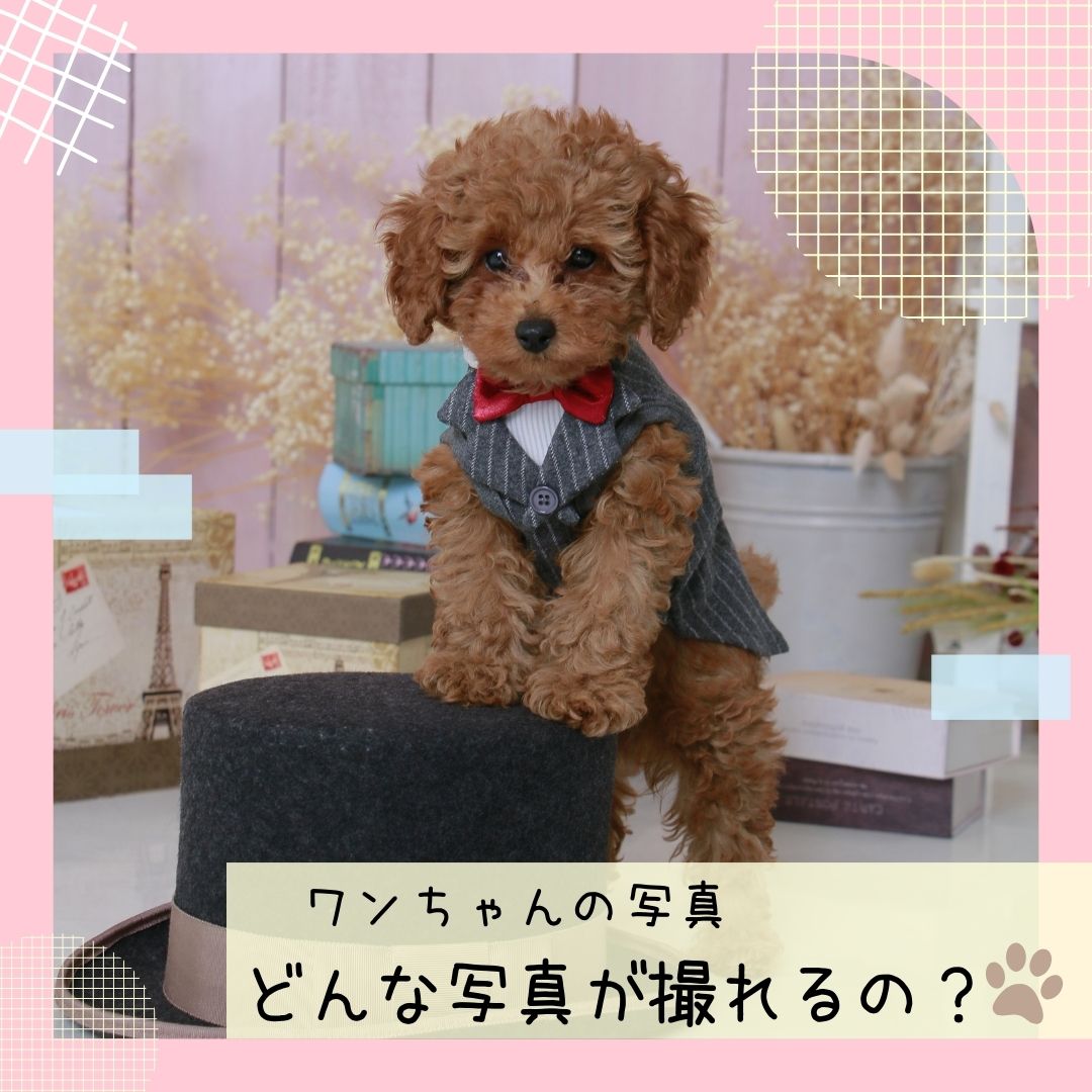 ワンちゃんの写真