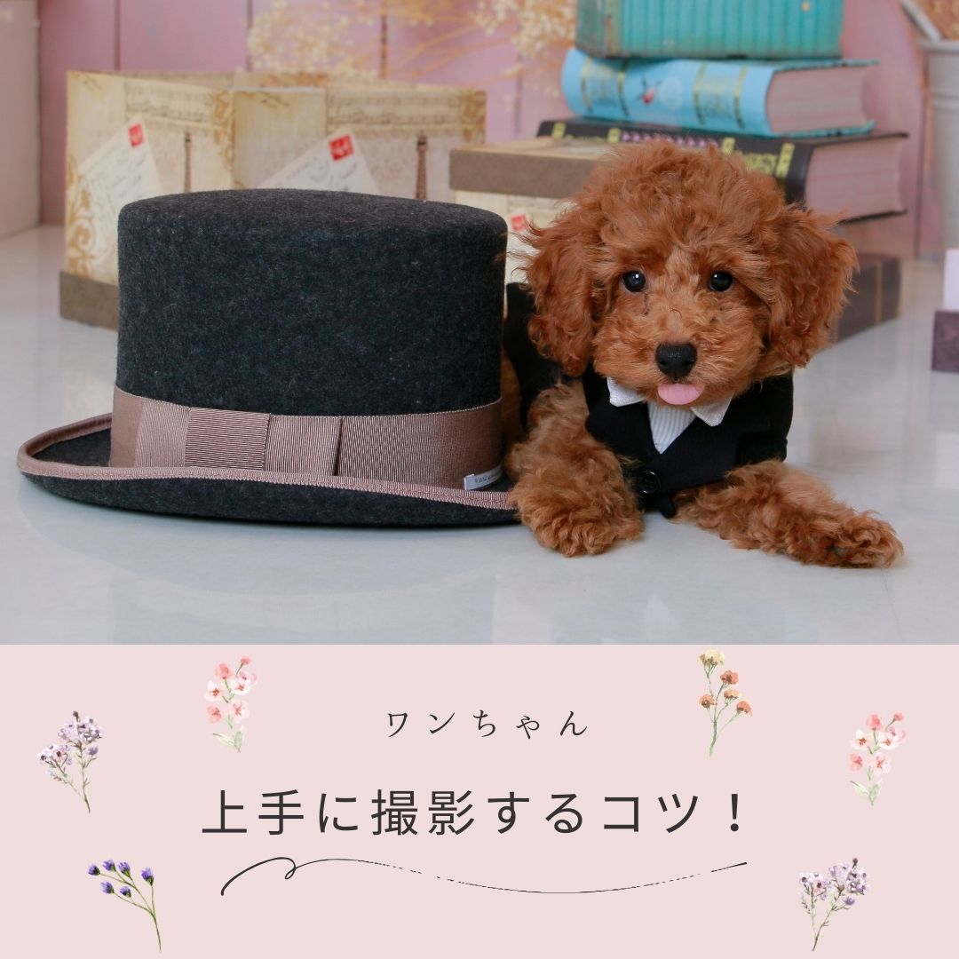 ワンちゃん撮影のコツ
