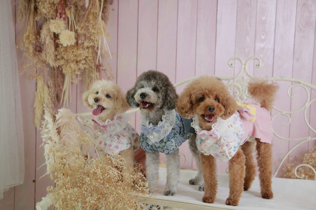 犬スタジオ撮影写真
