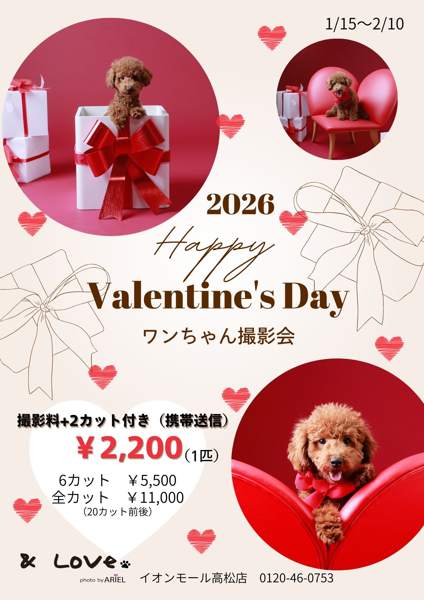 犬バレンタイン撮影